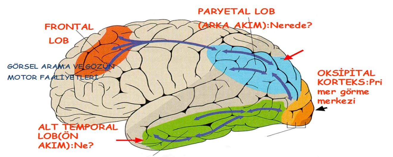 gorme-merkezleri (1)